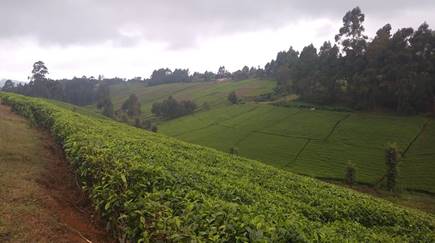 Tea farming Karatina