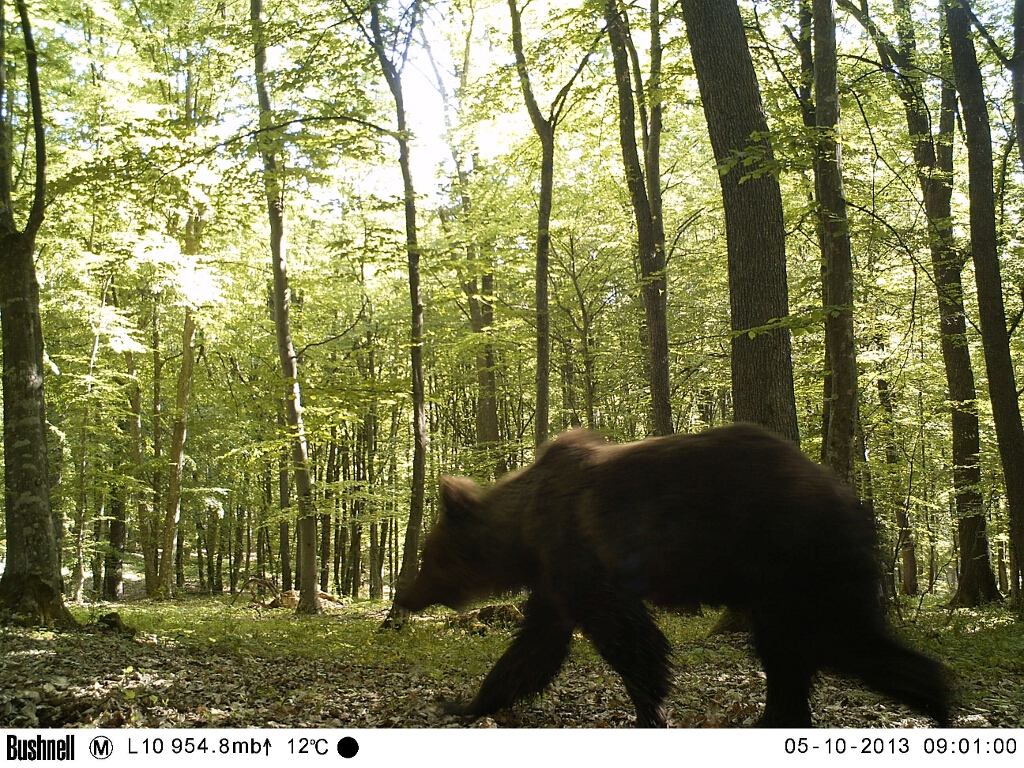 Brown bear