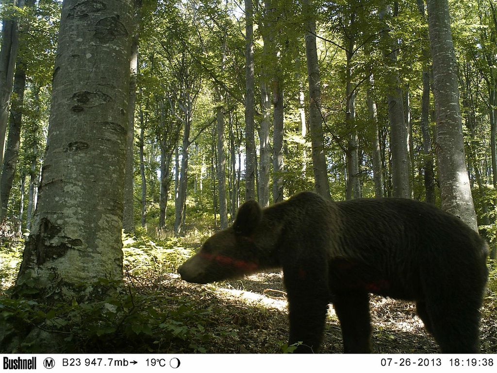 Brown bear