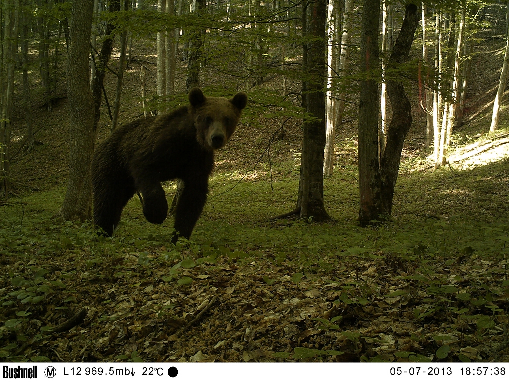 Brown bear