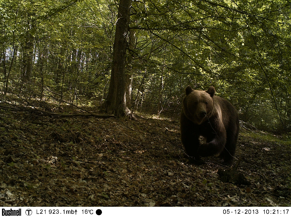 Brown bear