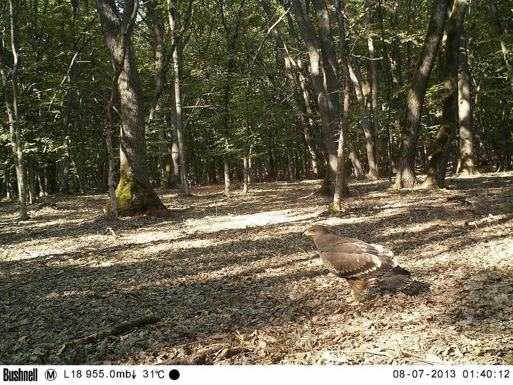 Lesser spotted eagle