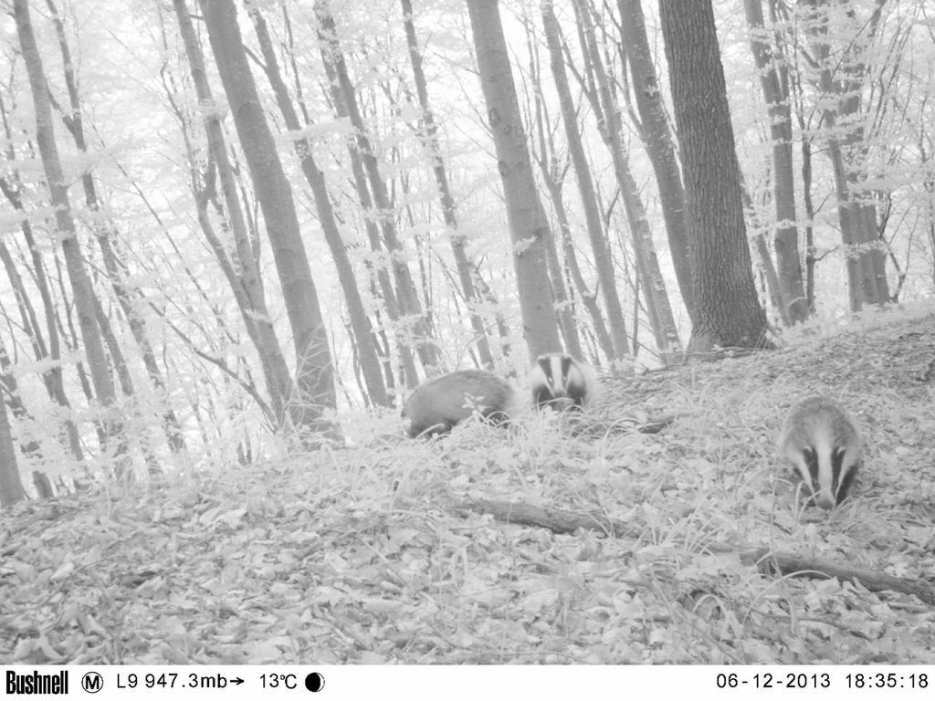 European badgers