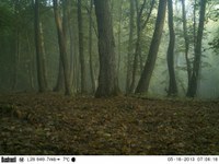 Roe deer