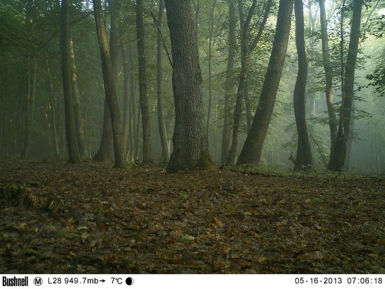 Roe deer