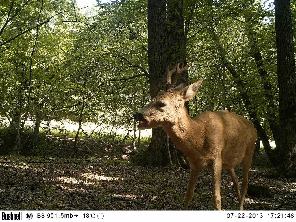 Roe deer