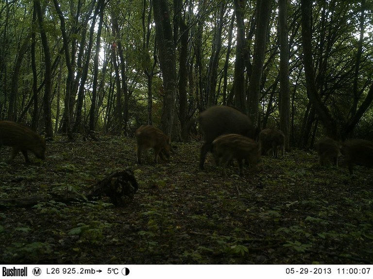 Wild boar
