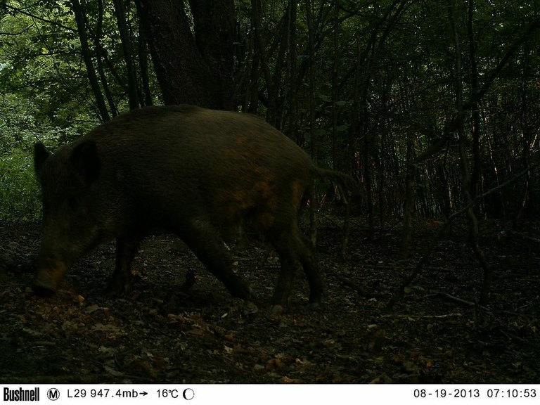 Wild boar