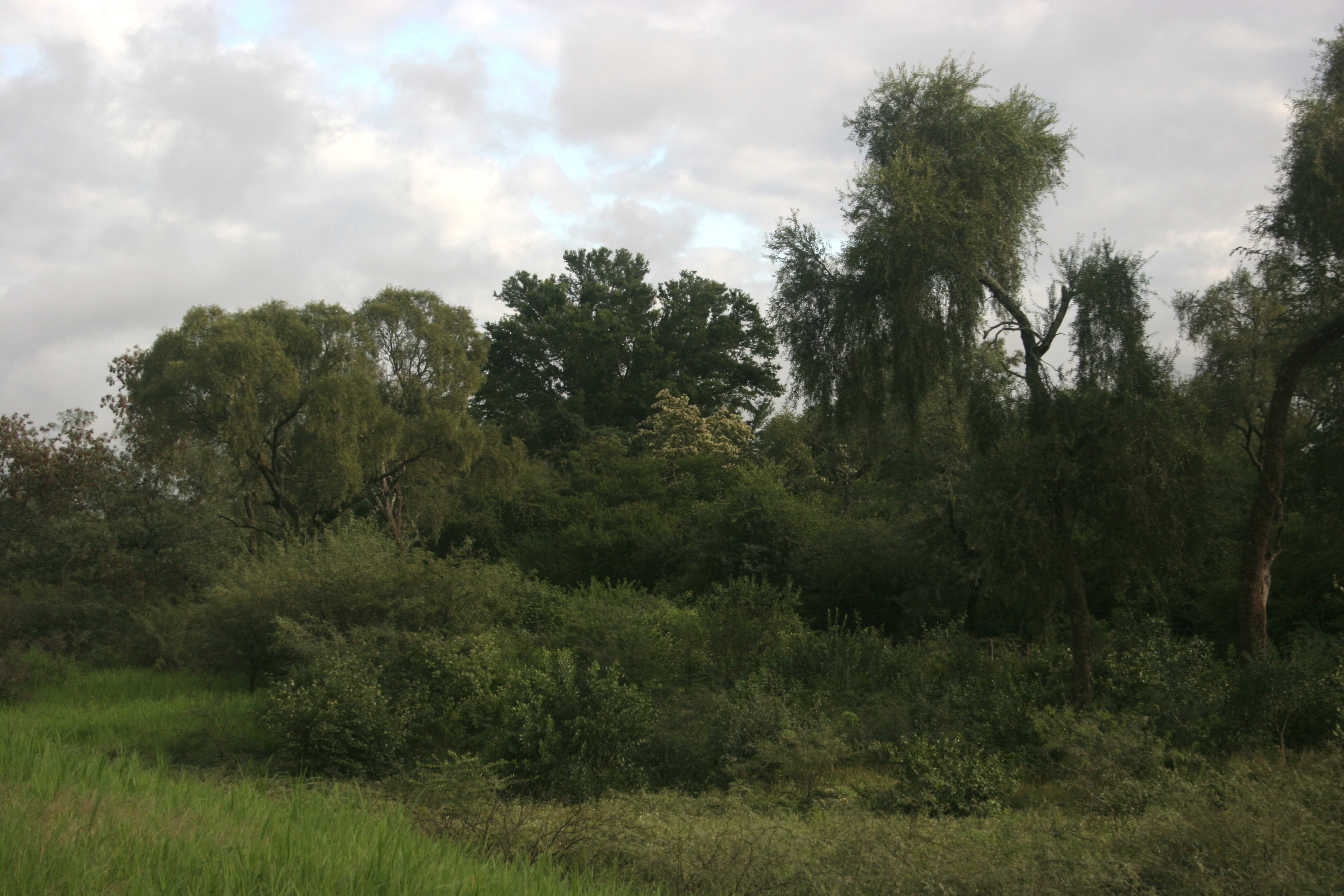 Border of Chaco forest