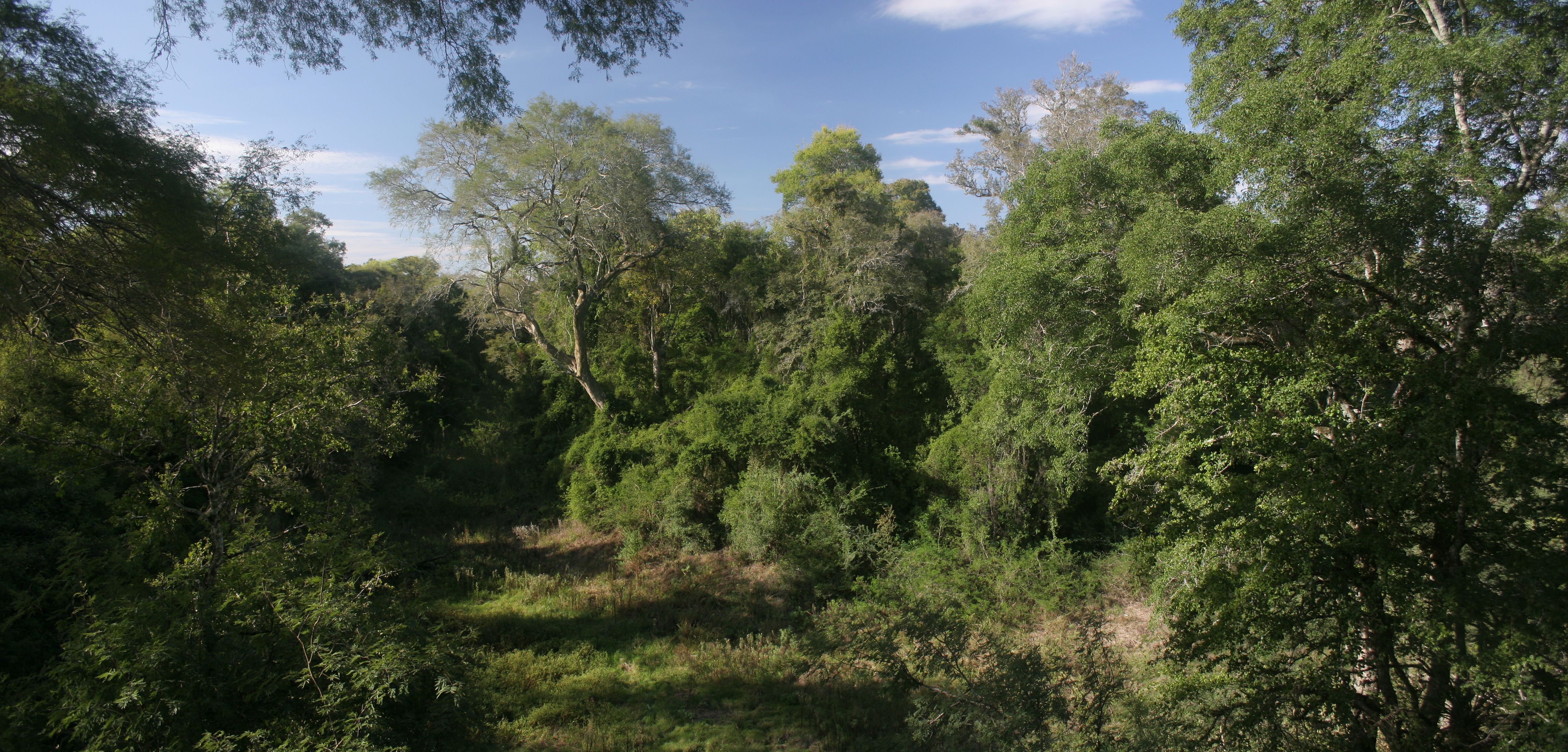 Chaco forest