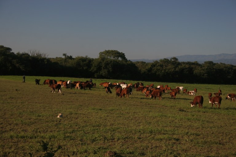 Intensive pastures