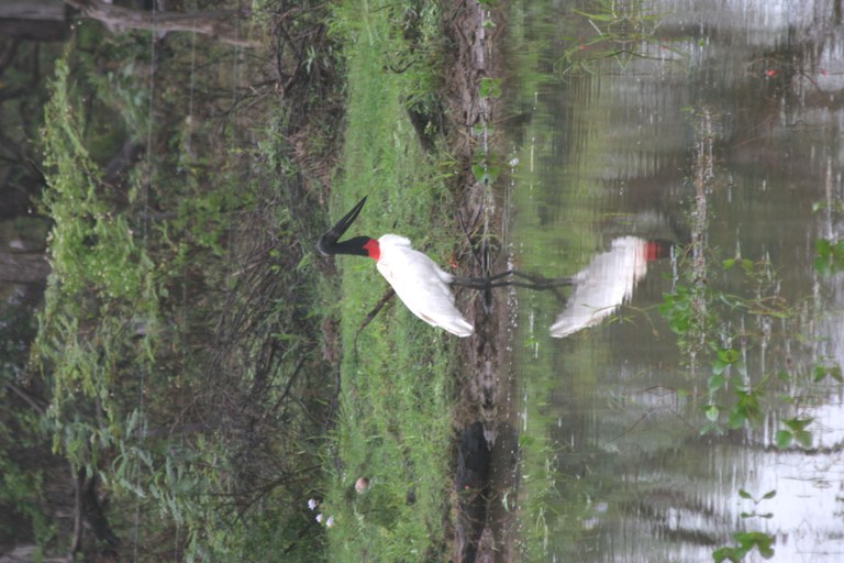 Jabiru