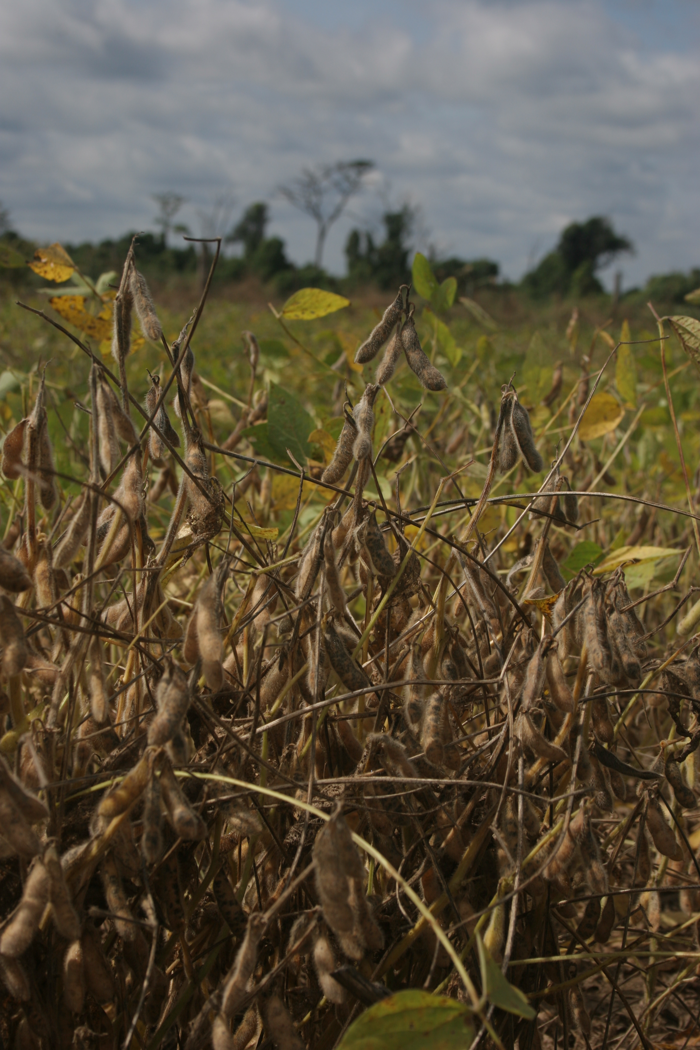 Soya detail