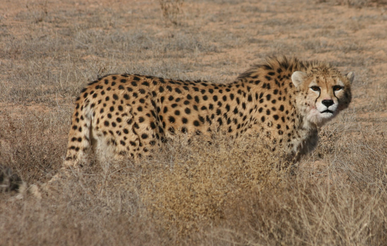 cheetah_photo_arash.png