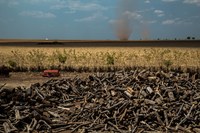SoyEmptyField_Piaui-Brazil_credit_ThiagoForesti.jpg