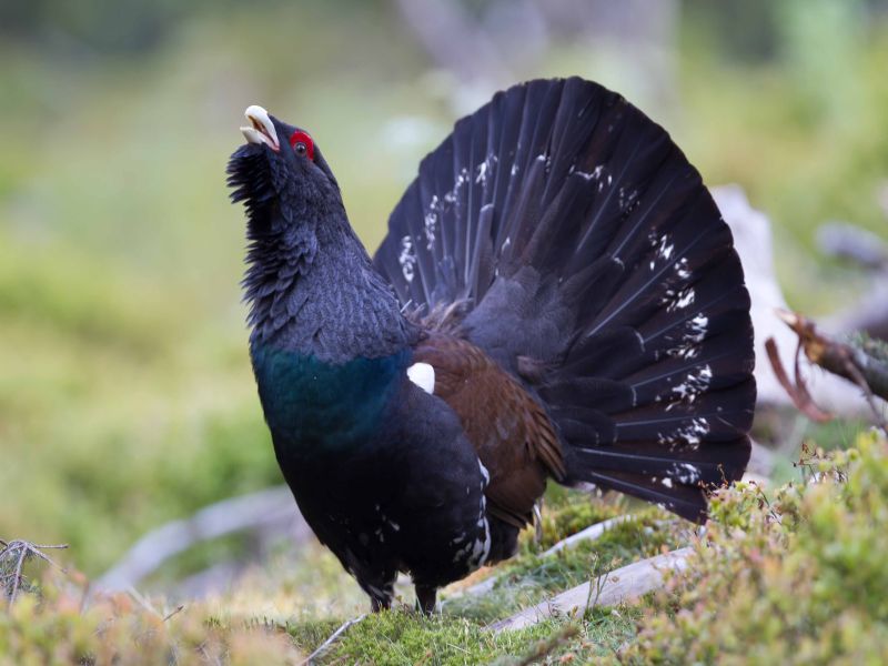 Capercaillie_Mikolas.jpg