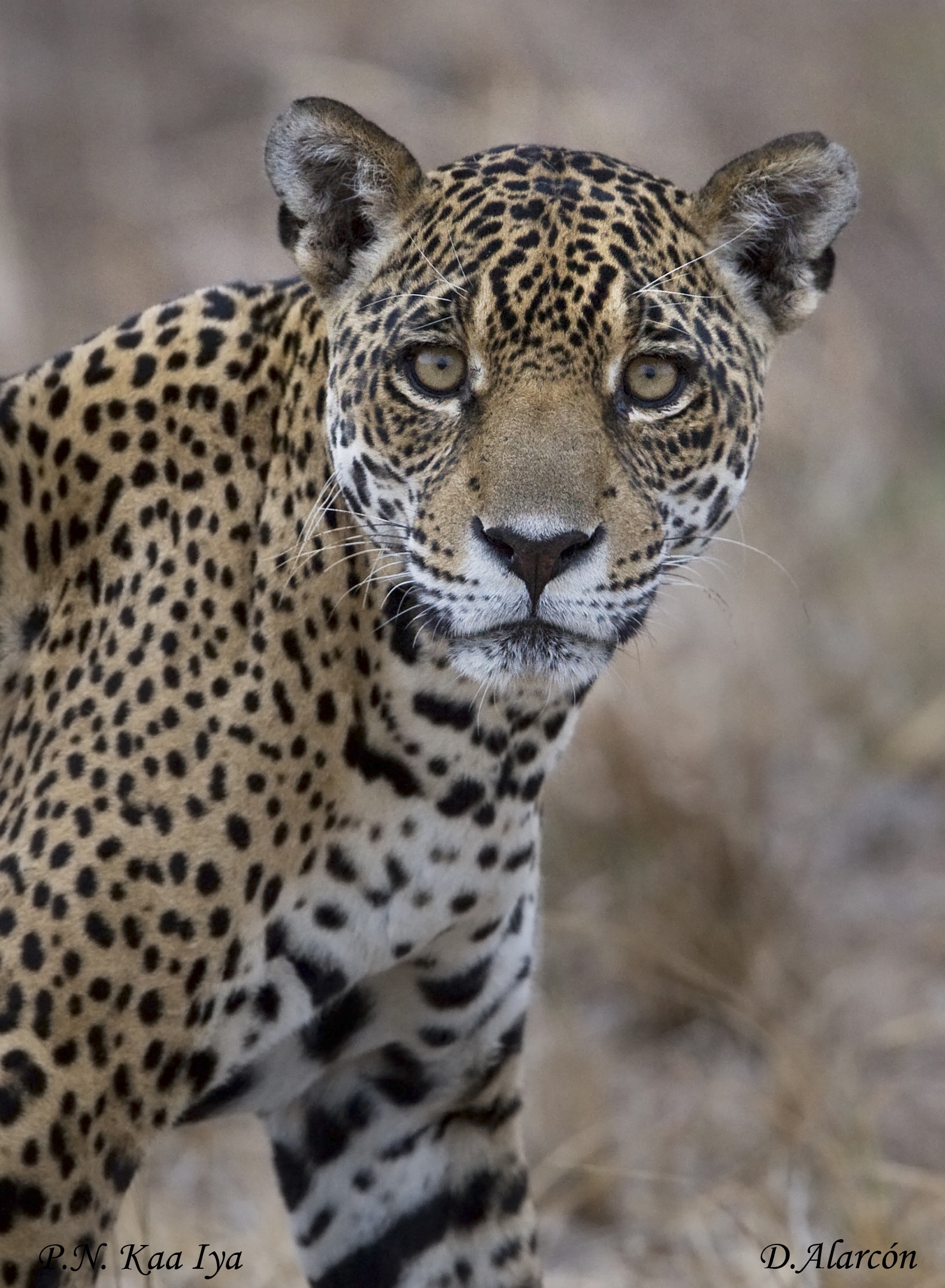 Habitat loss and overhunting synergistically drive the extirpation of jaguars from the Gran Chaco