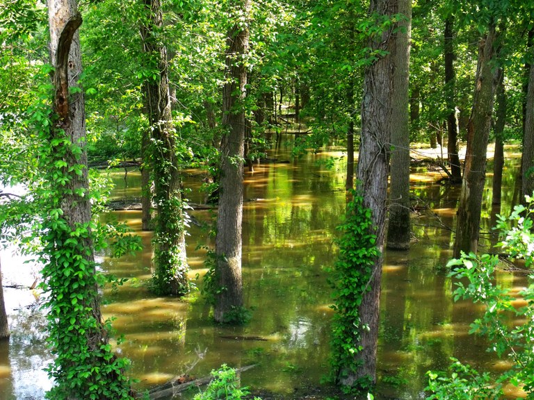 alluvial forest