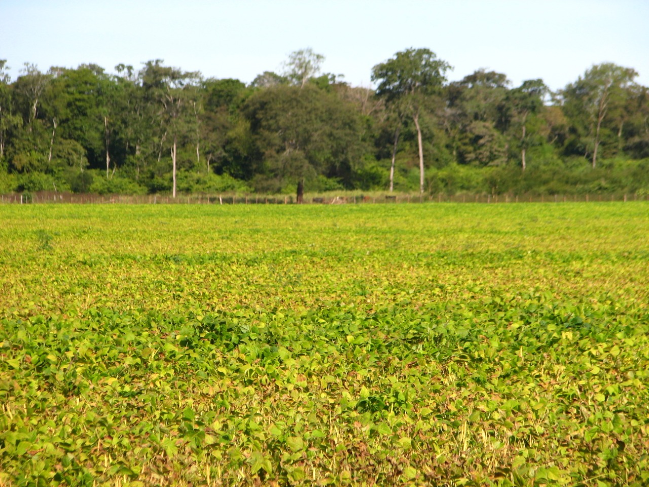 Argentine Chaco2