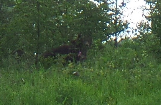 bear3.jpg