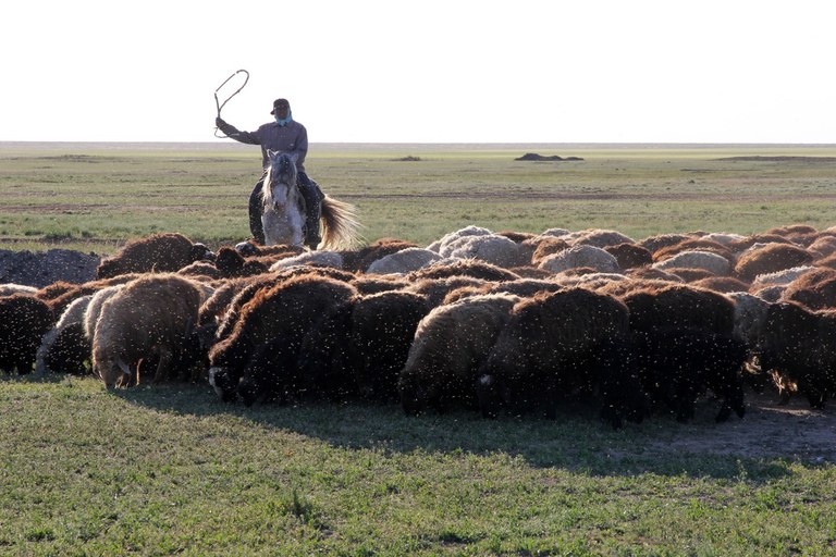 dara_eurasian_steppe