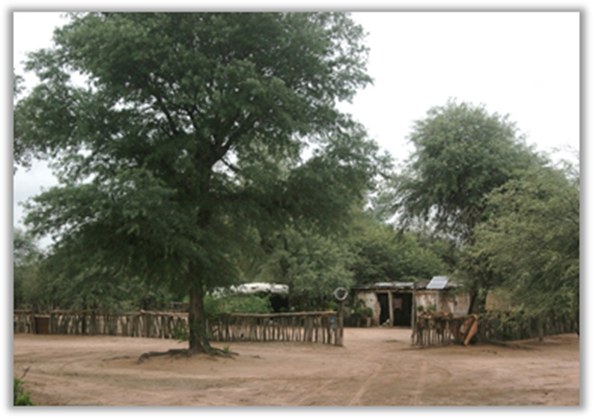 Deforestation_kuemmerle_photo