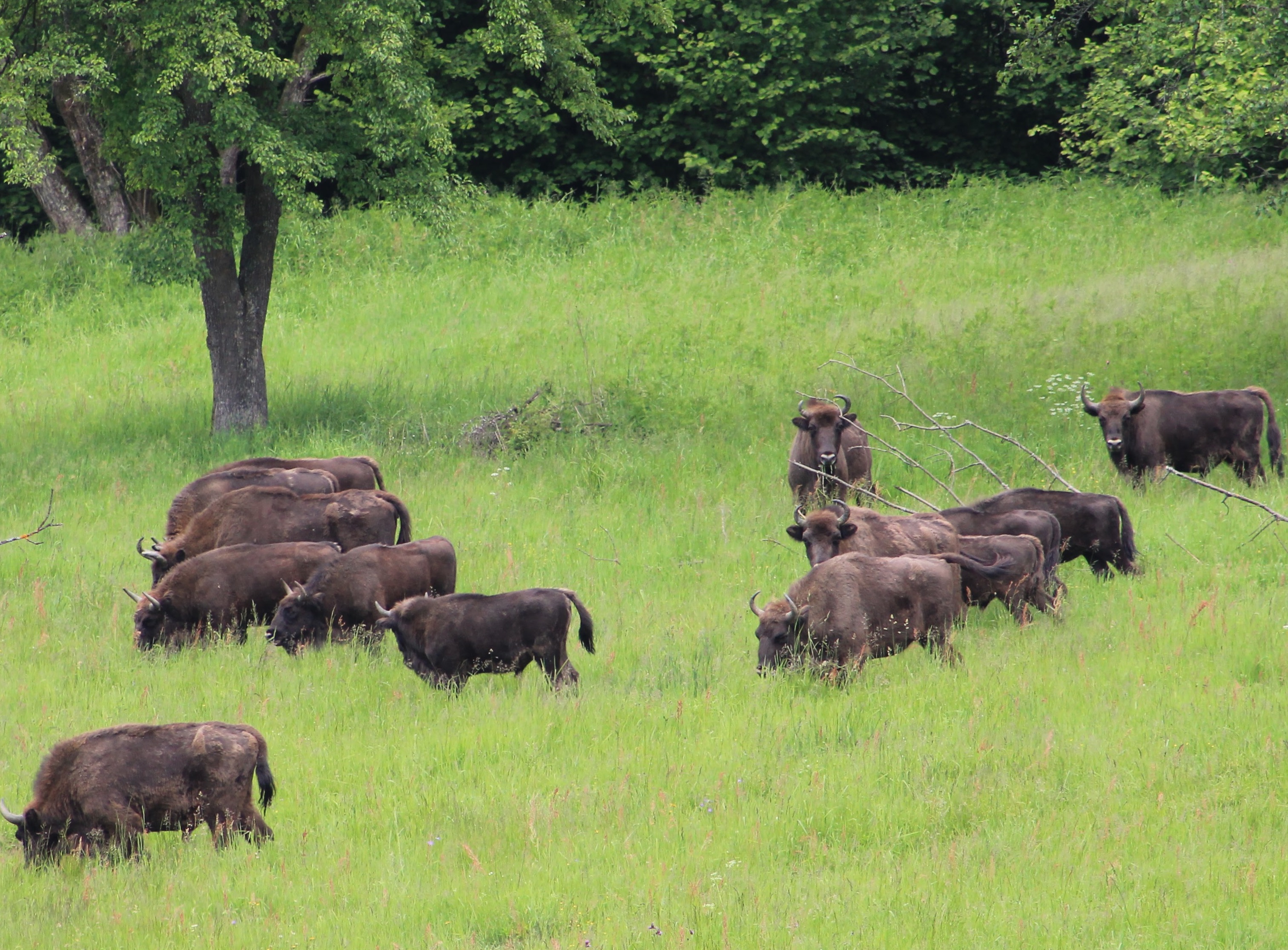 bison_photo_new.jpg