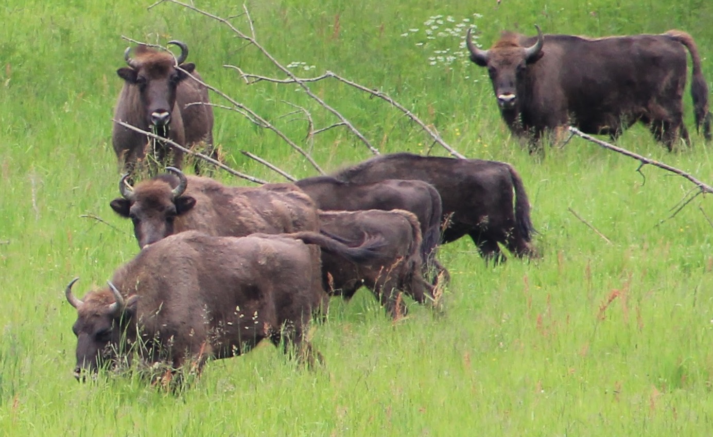 bison_photo_new_2.jpg