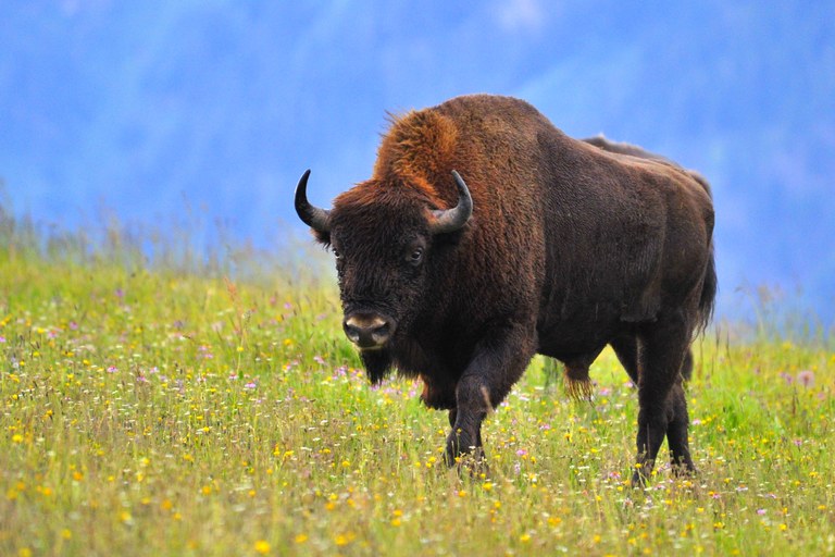 bison_study_bison_photo.jpg