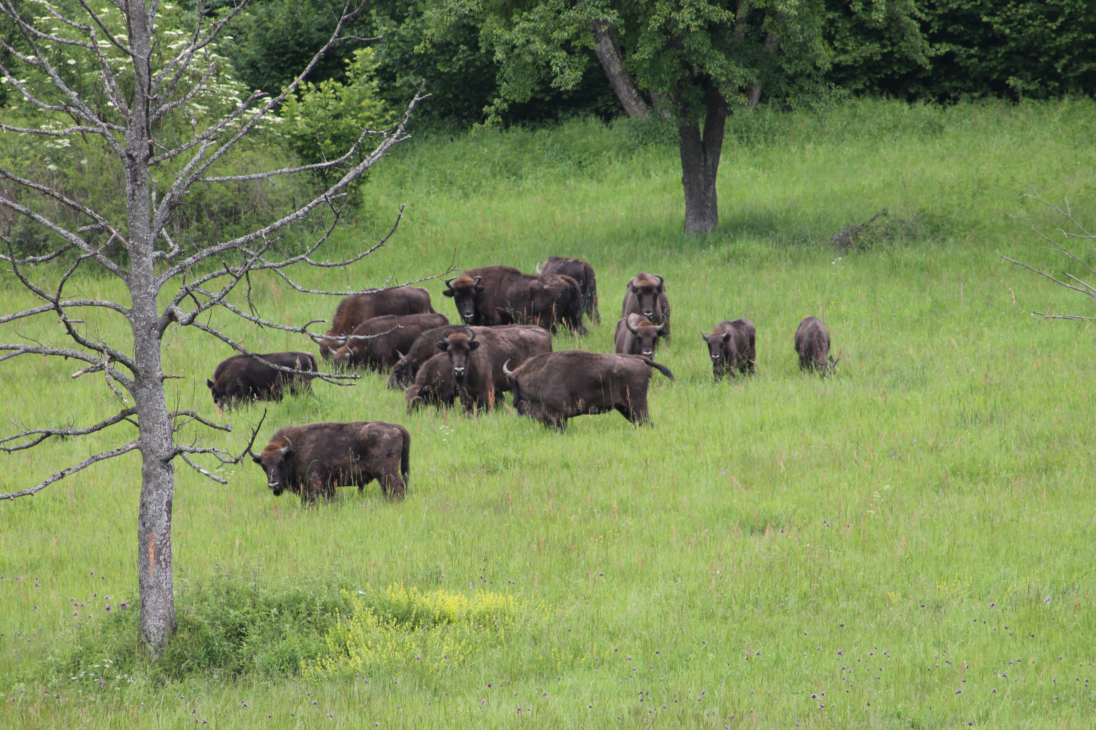 How much do European bison use forests?