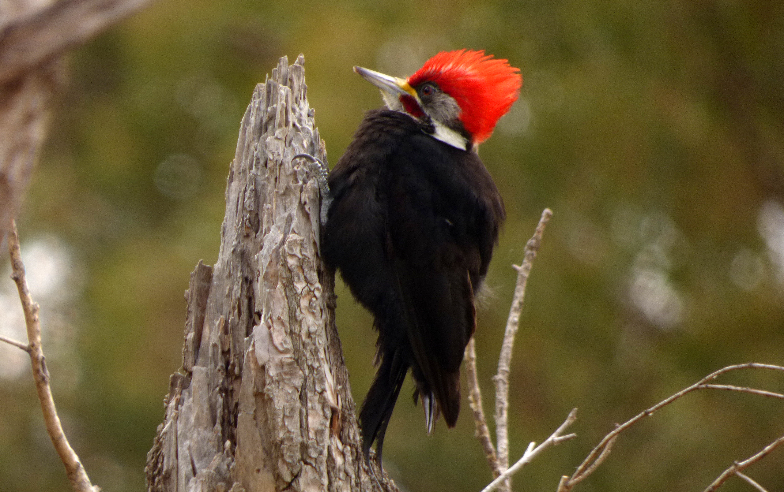 Black-bodiedWoodpecker_MartinLepez.JPG