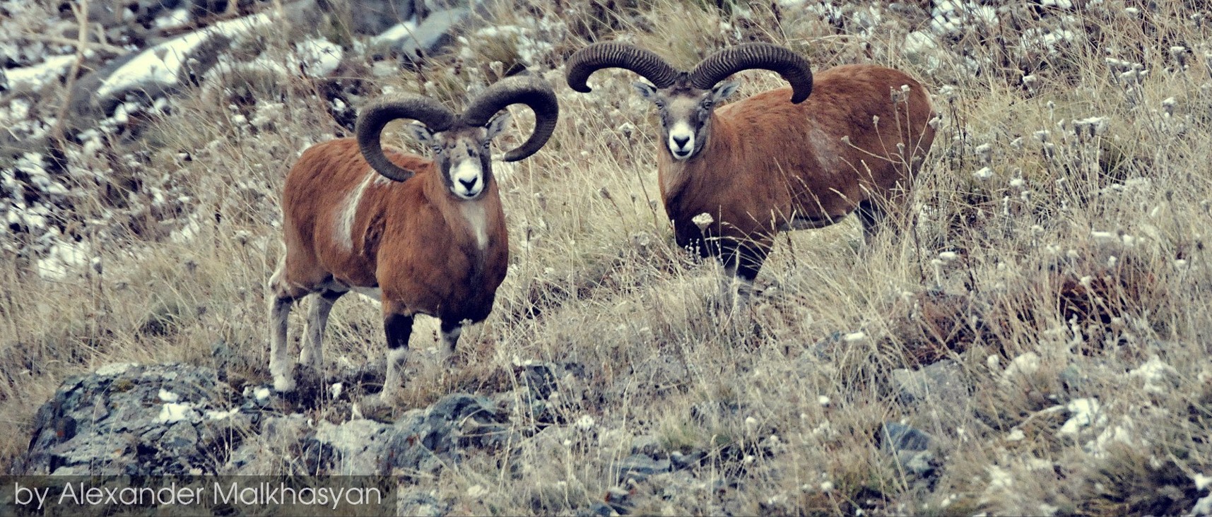 Bleyhl_mouflon