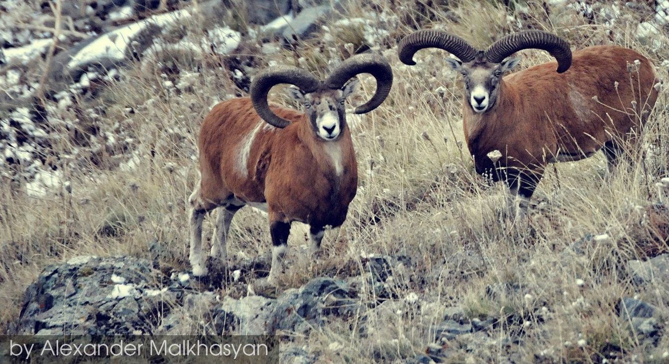 Bleyhl_mouflon_2