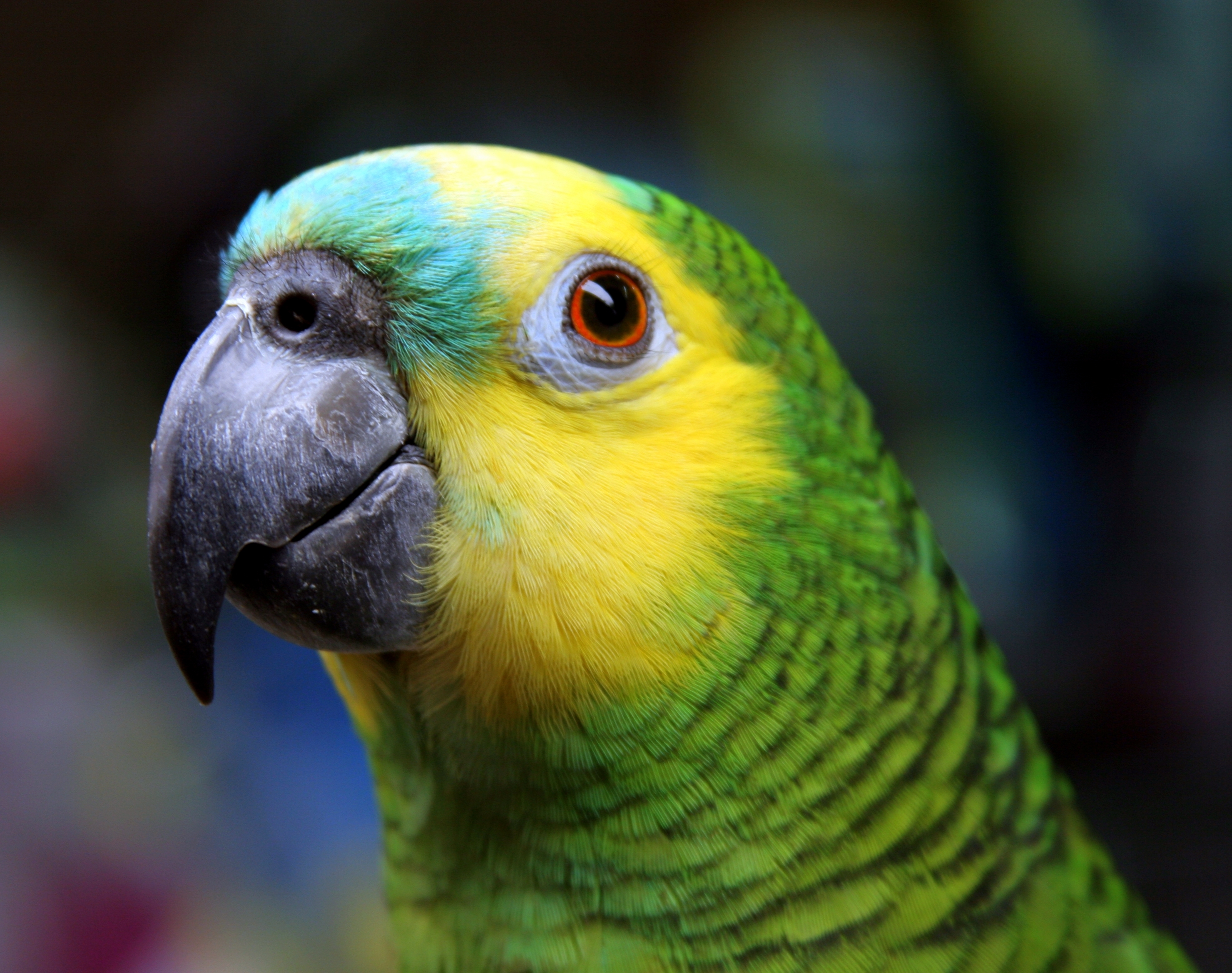 Blue-fronted_Amazon