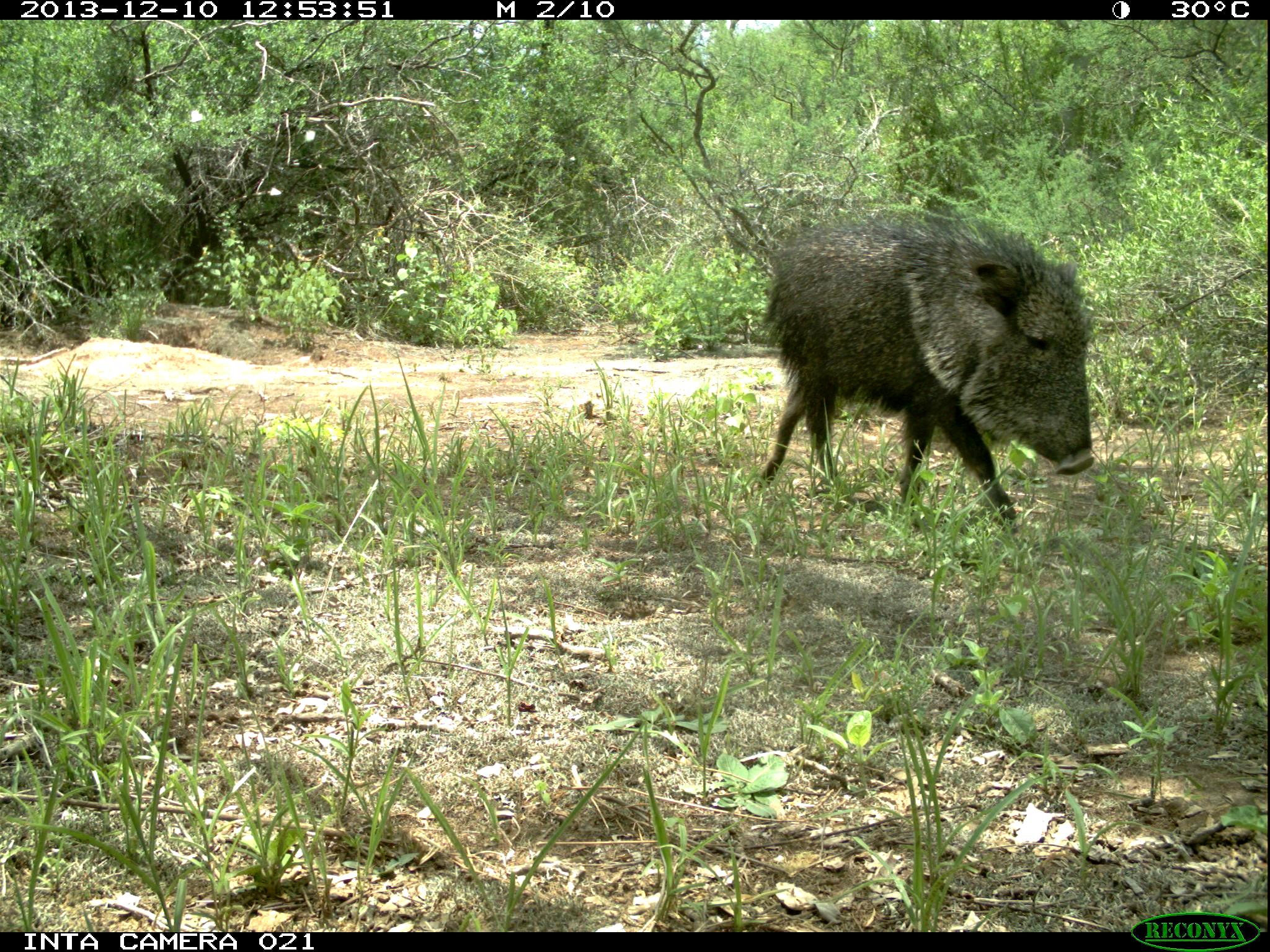 ChacoanPeccary_JulietaDecarre-INTA.jpg