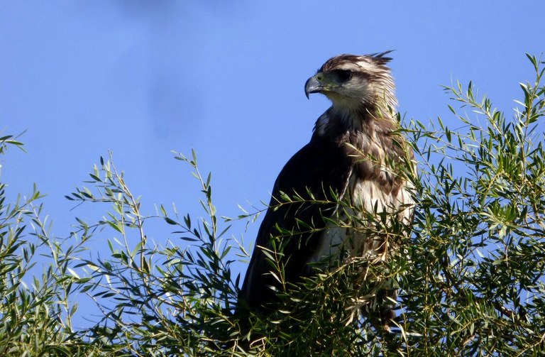 CrownedSolitaryEagle_MartinLepez.jpg