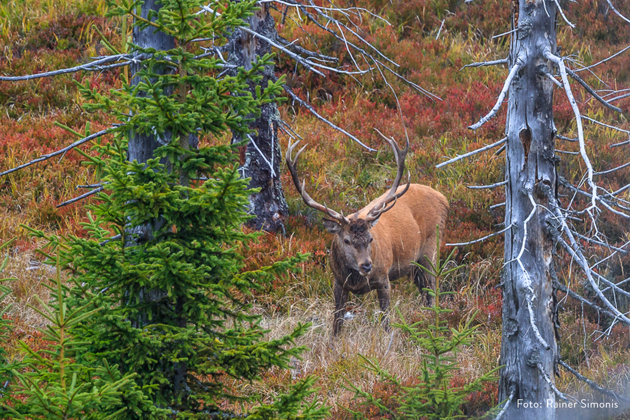 Oeser_rot_Hirsch