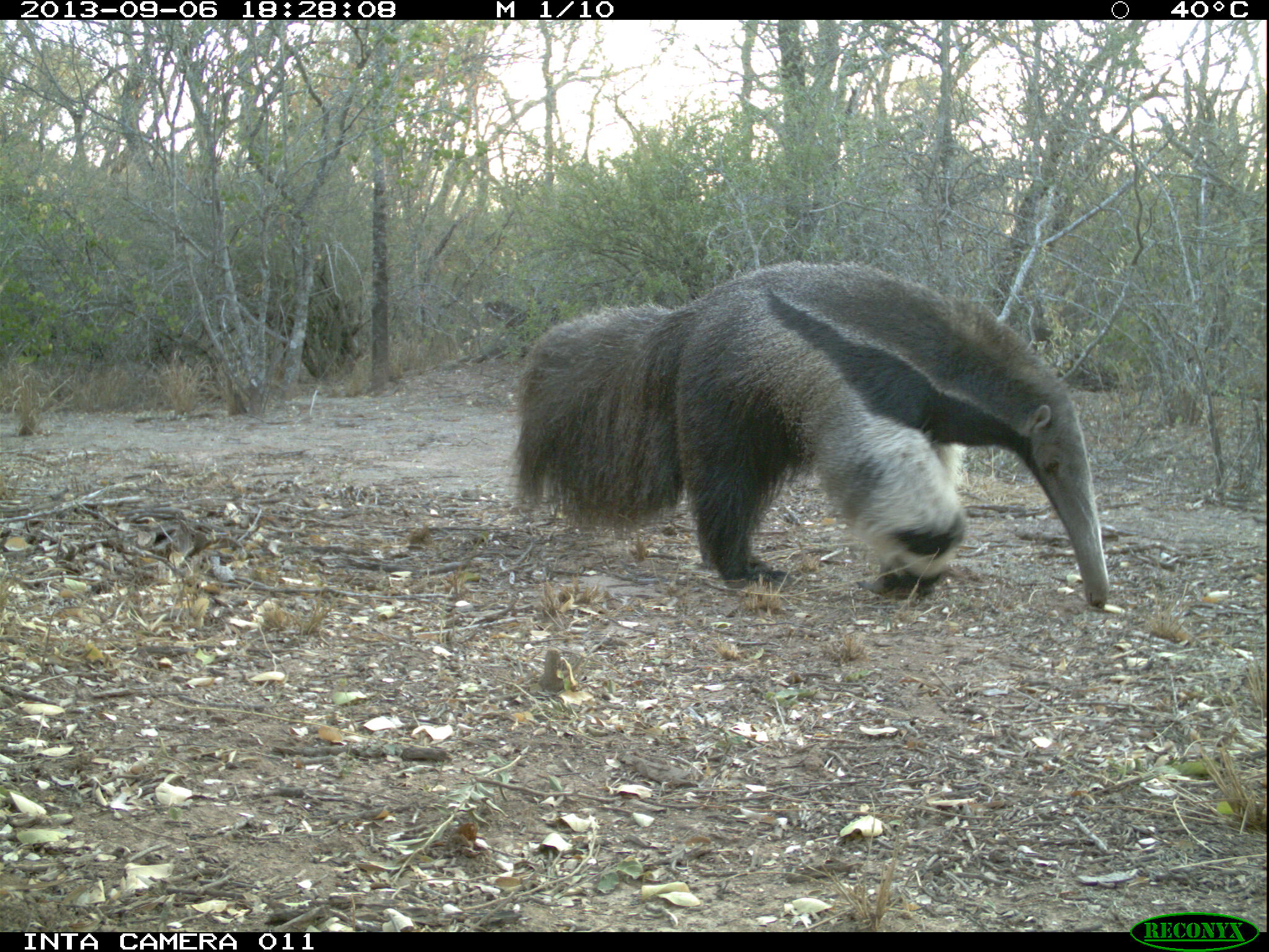 GiantAnteater_JulietaDecarre-INTA.JPG