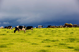 Pasture intensification cows