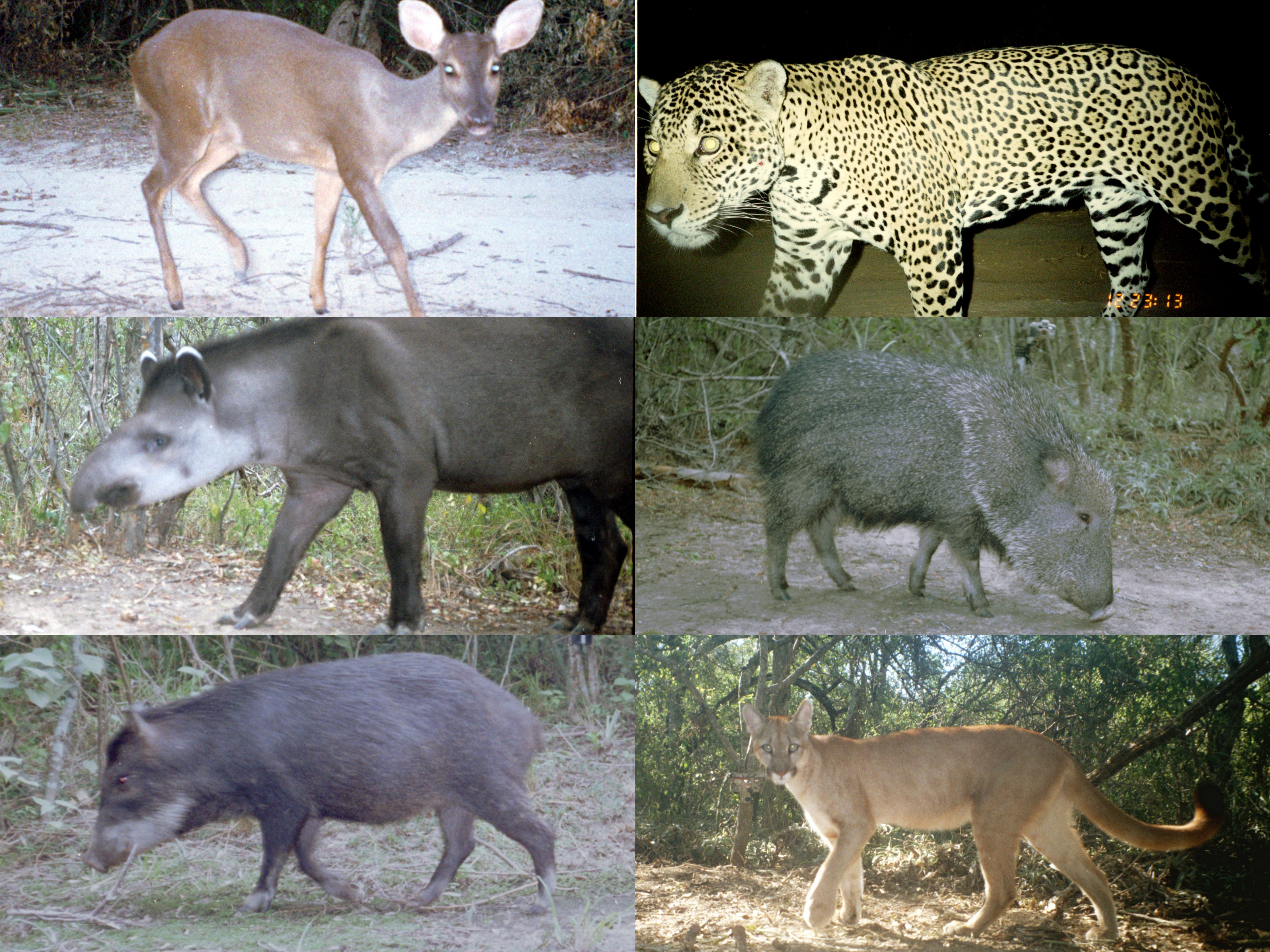 Mammals chaco.Alfredo Romero Muñoz