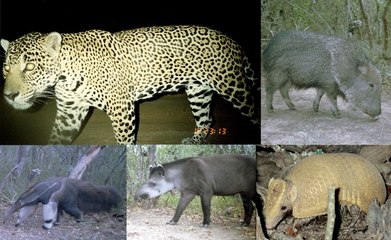 Romero_Munoz_mammals_Chaco