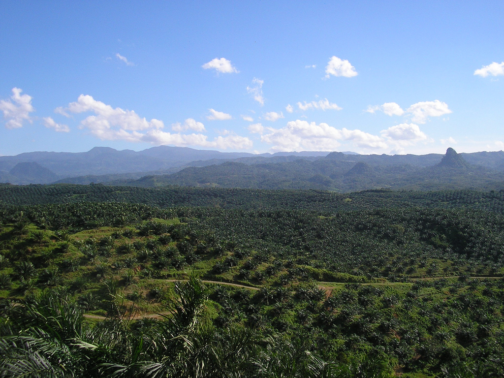 Oil palm plantation Indonesia