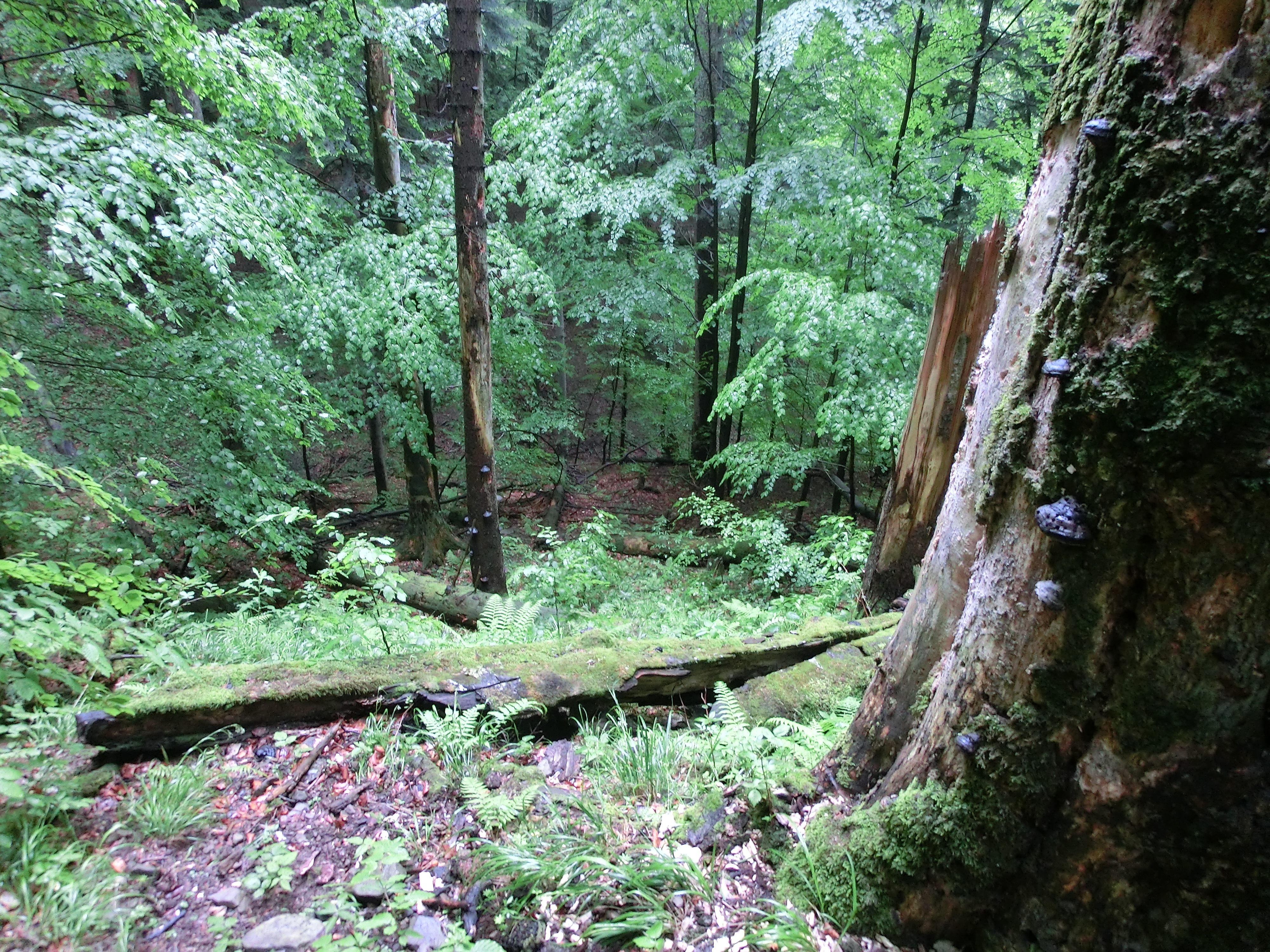 old-growth-forest