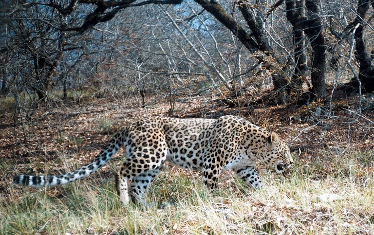 Ghoddousi_persian_leopards_foto