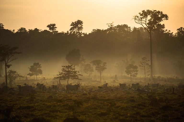 rainforest_foresti