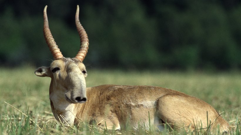 PhD-saiga antilope 