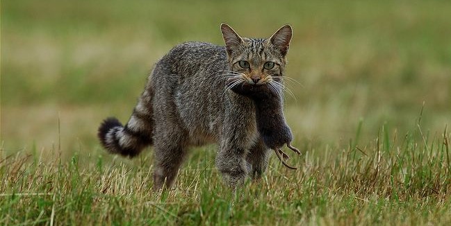 Wildcat with vole prey in mouth