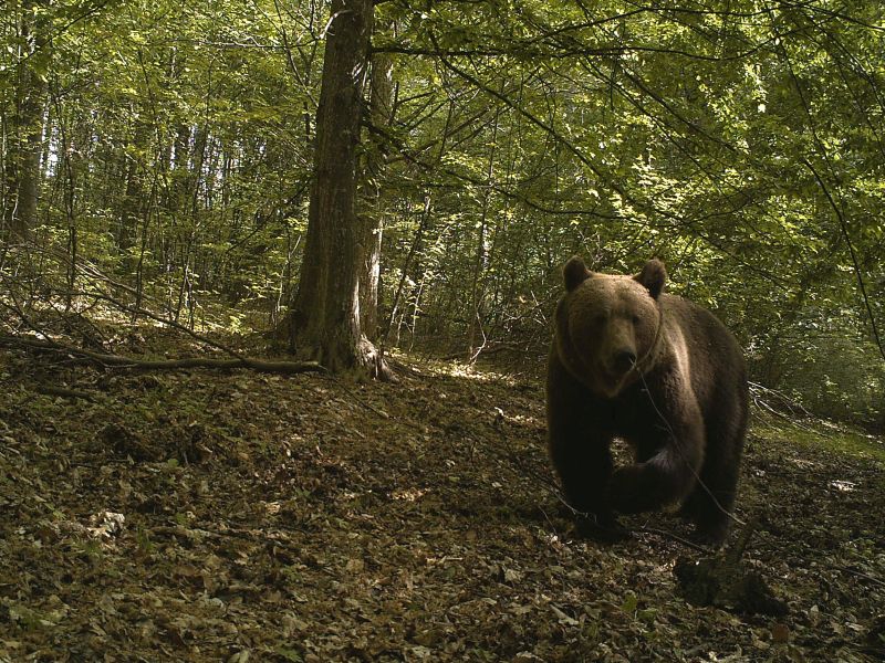 ziolkowska_brown-bear-carpathians.jpg