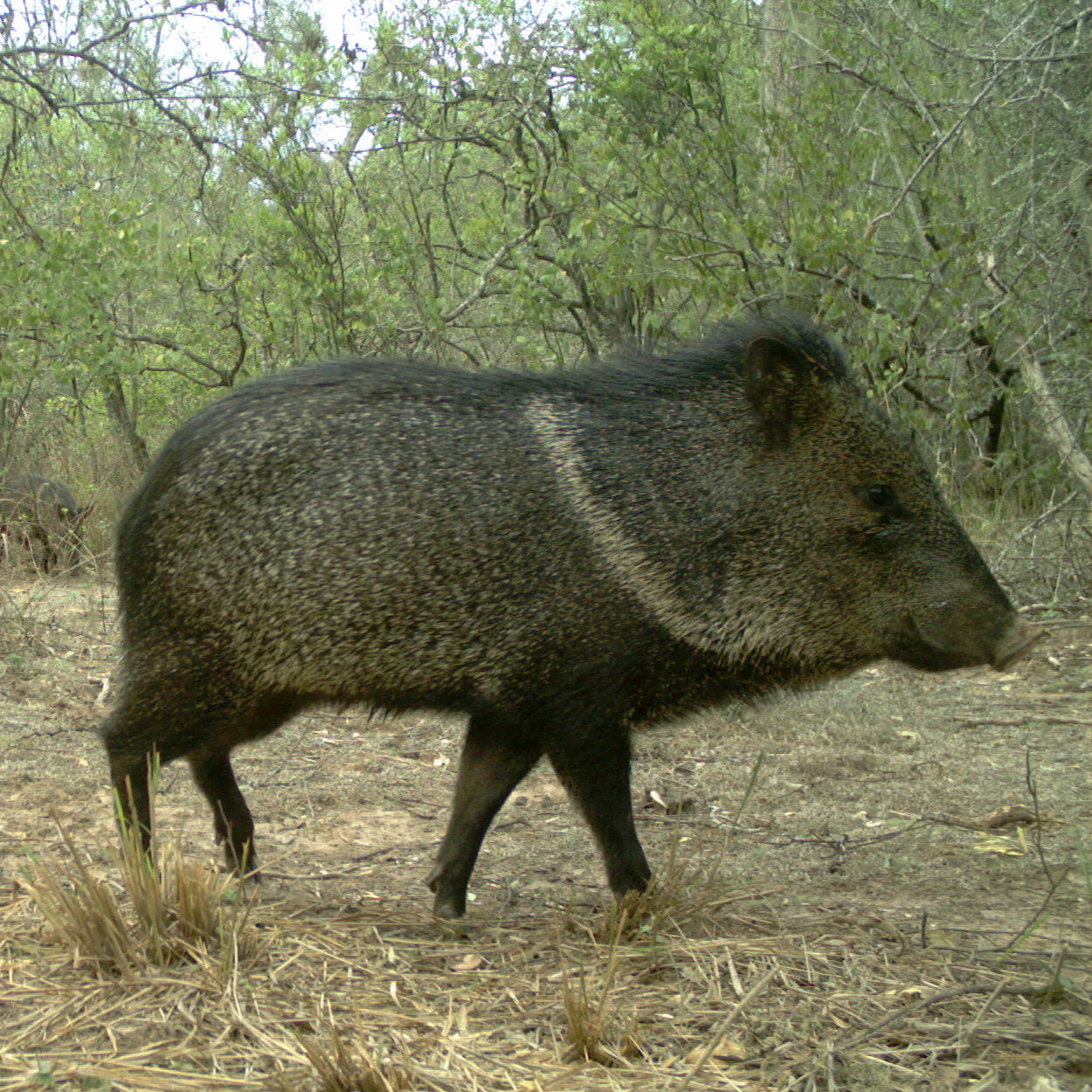 Collared peccary_(C)_Julieta-Decarre.JPG