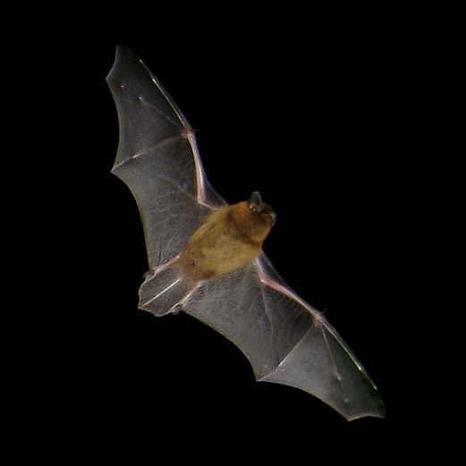 Pipistrellus_Barracuda1983.jpg